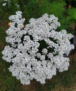 Monarch Butterfly Rescue Wildflower Seed Packet Bulk Open-Pollinated Wildflower, No Fillers, Annuals, Perennials and Milkweed Seeds for Monarch Butterfly1oz 62 91Rr3myzueL