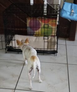 Paws & Pals Dog Crate, 24" Pet Cage, Wire Metal Kennel, with Tray, Foldable & Portable, Durable Steel Wire, Easy Setup, Ideal for Puppies & Kittens, Black 24.0"L x 16.0"W x 20.0"H 39 91SEPfA5dL