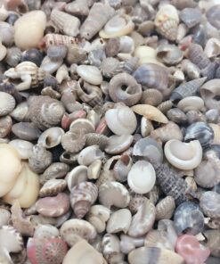 PEPPERLONELY India Natural Sea Shells Mixed, Small, 1/4 Inch to 1 Inch in Sizes, 8 oz, Apprx. 1500PC Shells 7 91SKz7sJ7aL