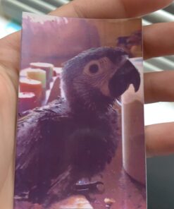 Zink Polaroid 2x3ʺ Premium Zink Zero Photo Paper 20-Pack - Compatible with Polaroid Snap/SnapTouch Instant Print Digital Cameras & Polaroid Zip Mobile Photo Printer 20 Pack Zink Paper 38 91SkCawJfOL