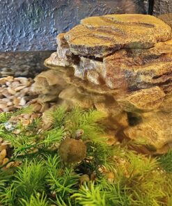 Tetra Decorative ReptoFilter, Terrarium Filtration, Keeps Water Clear 51 91Sko3AFBcL