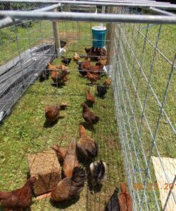 25 Automatic Chicken Water Nipple Drinker Feeders Poultry Hen Screw Style 35 91SrBPYk2fL