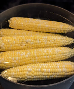 Alternative view of Seed Needs, 230+ Peaches & Cream Sweet Corn Seeds (Zea mays) Untreated and Non-GMO Bulk