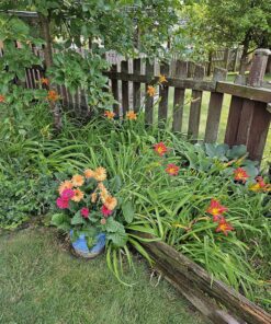 Scotts Super Bloom Water Soluble Plant Food, 2 lb - NPK 12-55-6 - Fertilizer for Outdoor Flowers, Fruiting Plants, Containers and Bed Areas - Feeds Plants Instantly 53 91TTc7zUqqL