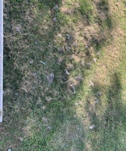 DakPets Pet Deshedding Tool | Professional Cat and Dog Brush for Shedding | Fur Deshedding Brush and Pet Hair Remover for Cats and Dogs | Stainless Steel Cat and Dog Shedding Brush for Pet Grooming Hot Pink 55 91TcMPR76BL