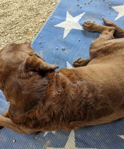 DakPets Pet Deshedding Tool | Professional Cat and Dog Brush for Shedding | Fur Deshedding Brush and Pet Hair Remover for Cats and Dogs | Stainless Steel Cat and Dog Shedding Brush for Pet Grooming Hot Pink 53 91U1bz8ybL