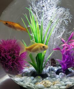 biOrb CLASSIC 15 Aquarium with LED - 4 gallon, Black 26 91U8vIFezQL