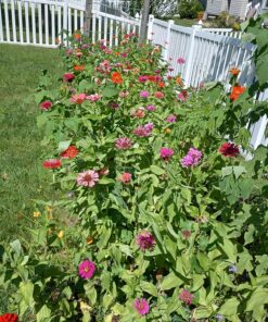 Monarch Butterfly Rescue Wildflower Seed Packet Bulk Open-Pollinated Wildflower, No Fillers, Annuals, Perennials and Milkweed Seeds for Monarch Butterfly1oz 71 91UPj5Y klL