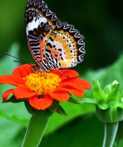 Outsidepride Tithonia Speciosa Red Mexican Sunflower Garden Cut Flowers - 1000 Seeds 34 91UPkNU8j5L