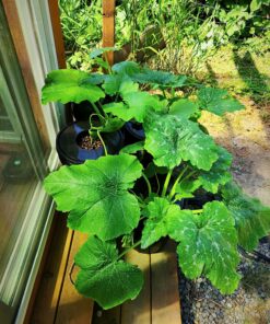 General Hydroponics MaxiGro Plant Food For Vigorous Growth, 2.2 lb 40 91UeZcVZ7L