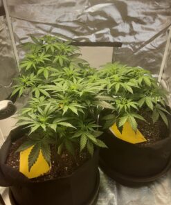 Ming Wei Garden Plant Bags / 6-Packs 5 Gallon Grow Bags/Aeration Fabric Pots/Handles (Black) Black 25 91UiiJq5bVL