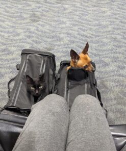 Amazon Basics Soft-Sided Mesh Pet Travel Carrier for Dog, Cat, Medium, 16.5"L x 9.4"W x 9.8"H, Black Without Wheels 43 91V Hlb2FL