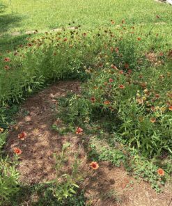 Monarch Butterfly Rescue Wildflower Seed Packet Bulk Open-Pollinated Wildflower, No Fillers, Annuals, Perennials and Milkweed Seeds for Monarch Butterfly1oz 73 91V99 2NmDL