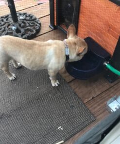 Coastal Pet Bergan Auto-Wata - Outdoor Dog & Cat Water Dispenser - Automatic Water Bowl for Pets - Made from Durable, BPA-Free Plastic - Self-Watering Cat & Dog Bowl - Navy, 48 Ounces 25 91VGSeq0oL 1