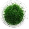 Greenpro Dwarf Hairgrass Live Aquarium Plants Tissue Culture Cup Freshwater Fish Tank Decorations 37 91VHKLHdvbL