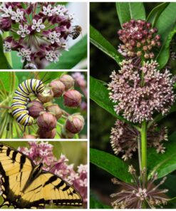 Seed Needs, Pink Common Milkweed Seeds - 100 Heirloom Seeds for Planting Asclepias syriaca - Perennial Flowers to Attract Monarch Butterflies & Other Pollinators (2 Packs) 2 Packs (200 Seeds) 11 91VJAZMwepL