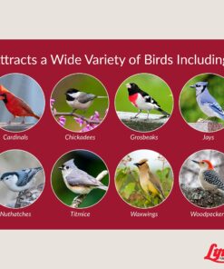 Lyric Fruit and Nut Wild Bird Seed - High Energy Wild Bird Food Mix - Attracts Woodpeckers, Chickadees & Other Songbirds - 5 lb bag 5.00 Pound (Pack of 1) 30 91VOH8Wl2BL