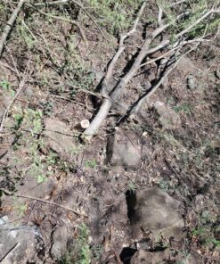 2pk-8"-32t - Brush & Brambles Specialty - RENEGADE BLADE® - Carbide Brush Cutter Weed Eater Blades, 203mm Diameter 20 91VWu2ZCCSL