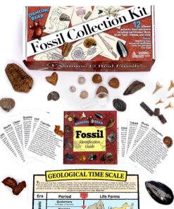 Alternative view of Fossil Collection (13 pc.) with Id Cards & Trilobite, Fossilized Sharks Teeth, Coprolite (Fossilized Turtle Poop) Educational