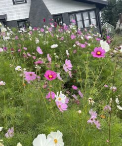 Seed Needs, Large 2.1 Ounce Package of 7,000+ Crazy Mix Cosmos Seed Mixture for Planting (Cosmos Bipinnatus Butterfly Attracting Cosmos Mixture) 10+ Varieties Open Pollinated - Bulk Large Pack (7,000 Seeds) 41 91Vv1D0xwTL