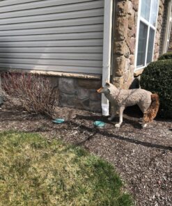 Flambeau Outdoors 5985MS-1 Lone Howler Coyote Decoy, One Size 35 91Vx3QnKZyL