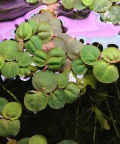 Alternative view of 6 Red Root Floater (Phyllanthus Fluitans), Live Aquarium/Aquatic/Floating/ Pond/Beginner Plant, Aquascaping,planted tank ... by G'z