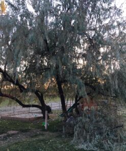 WORX WG303.1 14.5 Amp 16" Electric Chainsaw 16" 14.5Amp Electric Chainsaw 44 91W6ELys6bL