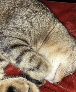 JW Petmate GripSoft Cat Brush, White & Blue, One Size 16 91WBHNhEf6L