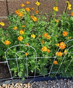 2,000 Seeds of Sulphur Cosmos, Bright Lights Mix by Seeds2Go 21 91WK9pwSOYL