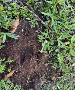 Scotts EZ Seed Patch & Repair Sun and Shade Mulch, Grass Seed, Fertilizer Combination for Bare Spots and Repair, 4 lb 3.75 lb. 1 Pack 44 91WbzSOX4L