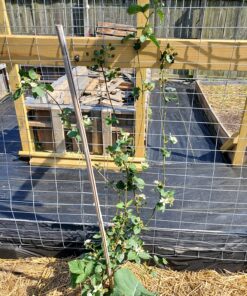 Scotts Super Bloom Water Soluble Plant Food, 2 lb - NPK 12-55-6 - Fertilizer for Outdoor Flowers, Fruiting Plants, Containers and Bed Areas - Feeds Plants Instantly 46 91WhBcbViL