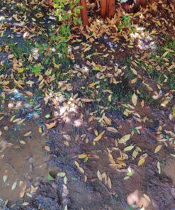 Jonathan Green (10622) Black Beauty Dense Shade Grass Seed - Cool Season Lawn Seed (1 lb) 1 lb 24 91X0Jn2UmL