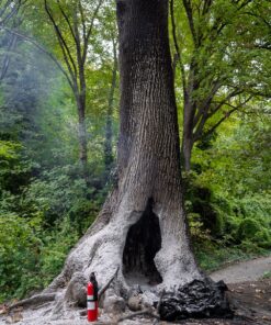 Kidde Fire Extinguisher for Home, 1-A:10-B:C, Dry Chemical Extinguisher, Red, Mounting Bracket Included 1 Pack Basic 50 91XCQT8kjL