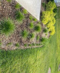 Miracle-Gro Garden Feeder 1 Pack 39 91XF2ckIFSL