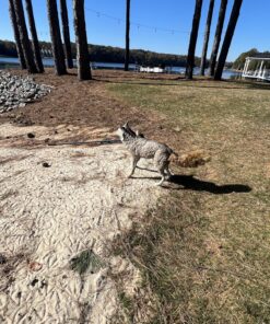 Flambeau Outdoors 5985MS-1 Lone Howler Coyote Decoy, One Size 31 91XJot6XA7L