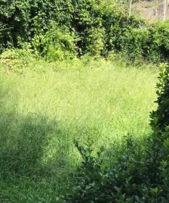 BLACK+DECKER 20V MAX String Trimmer, 2-Speed, 12-Inch, Cordless (LST522) 20V String Trimmer Kit 43 91XKpQXbd4L