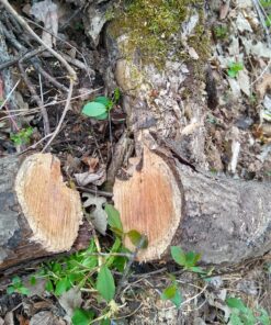 Greenworks 40V 16" Brushless Cordless Chainsaw (Great For Tree Felling, Limbing, Pruning, and Firewood / 75+ Compatible Tools), 4.0Ah Battery and Charger Included 16" (4.0Ah) Gen 1 66 91XXyGuAIWL