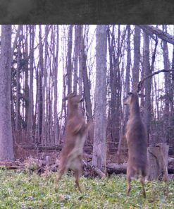 Antler King Honey Hole Mix 33 91XYiHbxML