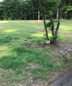 Scotts Turf Builder Grass Seed Bermudagrass, Mix for Full Sun, Built to Stand Up to Heat & Drought, 5 lbs. 5 lb. 94 91Y2rwKZUlL