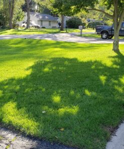 Scotts Turf Builder Grass Seed Sun & Shade Mix, Grows in Extreme Conditions & Spreads for a Durable Lawn, 7 lbs. 1 Pack 7 lb. 65 91Y7wO233L 1