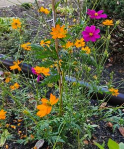 Monarch Butterfly Rescue Wildflower Seed Packet Bulk Open-Pollinated Wildflower, No Fillers, Annuals, Perennials and Milkweed Seeds for Monarch Butterfly1oz 55 91YE n3 Y8L