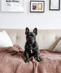 Pearhead Dog Or Cat Paw Prints Pet Wall Frame With Clay Imprint Kit, Pet Sentiment Keepsake Frame, Pet Memorial Picture Frame, Espresso 4 x 6" 25 91YHKDjBuoL