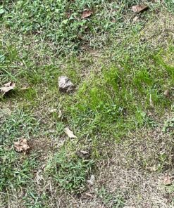 Scotts Turf Builder Grass Seed Quick Fix Mix Fast Growing Turf for a Temporary Lawn, 3 lbs. 3 lb. 56 91YHvji4BQL