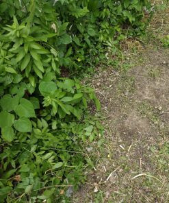 Greenworks 40V 21" Brushless Cordless (Push) Lawn Mower (75+ Compatible Tools), 5.0Ah Battery and Charger Included 21" Mower (5.0Ah) 47 91YJt2y5vCL