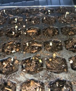 Espoma Organic Potting Soil Mix - All Natural Potting Mix For All Indoor & Outdoor Containers Including Herbs & Vegetables. For Organic Gardening, 8qt. bag. Pack of 1 57 91YMFwW3iTL