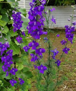 Monarch Butterfly Rescue Wildflower Seed Packet Bulk Open-Pollinated Wildflower, No Fillers, Annuals, Perennials and Milkweed Seeds for Monarch Butterfly1oz 63 91YPlqixaML