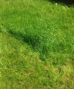 Sun Joe MJ401E 14-Inch 12-Amp Electric Lawn Mower w/Collapsible Handle for Storage, 3-Position Height Control, 10.6-Gallon Bag, Green Original Version 62 91YcMay2PpL