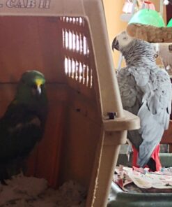 Kaytee Forti-Diet Pro Health Cockatiel Pet Bird Food, 5 Pound 5 Pound (Pack of 1) 39 91Yct8yIwoL