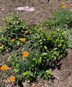 Orange California Poppy Seeds, Bulk Pack of 8 Oz, 150,000+ Seeds by Seeds2Go 19 91YdwaUZIUL