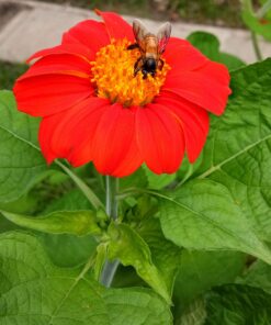 Outsidepride Tithonia Speciosa Red Mexican Sunflower Garden Cut Flowers - 1000 Seeds 36 91YvMXXqZjL